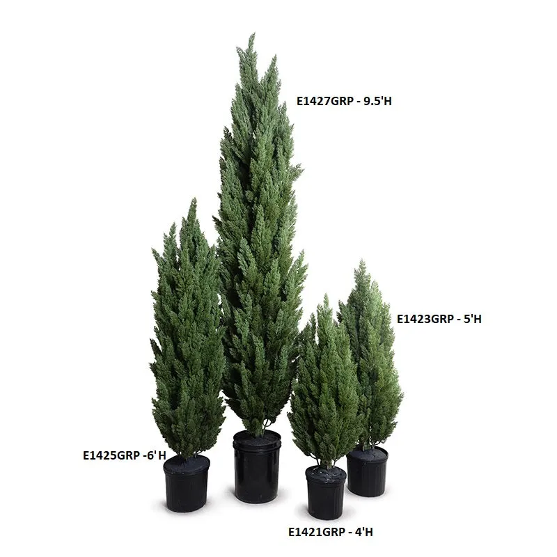 Italian Cypress Tree 9.5'H